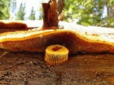 Gloeophyllum sepiarium image