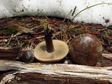 Clitocybe glacialis image