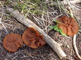 Discina ancilis image