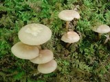 Kuehneromyces marginellus image