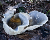 Omphalotus nidiformis image