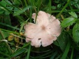 Rugosomyces carneus image