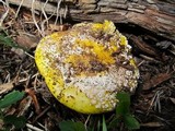 Amanita aprica image