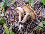 Clitocybe albirhiza image