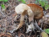 Clitocybe albirhiza image