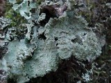 Platismatia glauca image