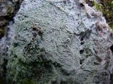 Pertusaria subambigens image