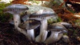 Hygrophorus marzuolus image