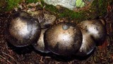Hygrophorus marzuolus image