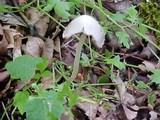 Psathyrella longipes image