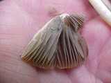 Psathyrella longipes image
