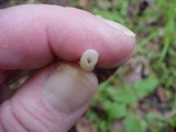 Psathyrella longipes image