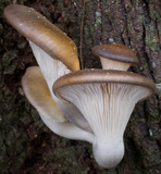 Omphalotus nidiformis image