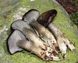 Hygrophorus marzuolus image