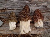 Morchella snyderi image