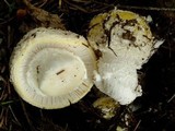 Amanita aprica image
