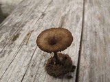 Arrhenia epichysium image