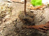 Arrhenia epichysium image