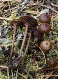 Psilocybe montana image