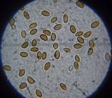 Psilocybe montana image
