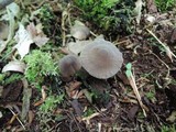 Mycena alcalina image