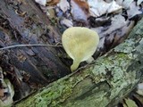 Polyporus leptocephalus image