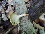 Polyporus leptocephalus image