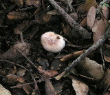 Agaricus semotus image