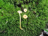 Rickenella fibula image