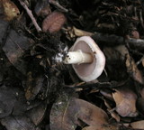 Agaricus semotus image