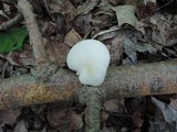 Pleurotus pulmonarius image