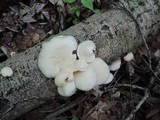 Pleurotus populinus image