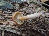 Kuehneromyces marginellus image