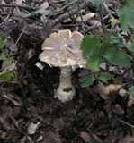 Amanita augusta image