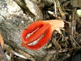 Lysurus mokusin image