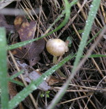Bolbitius vitellinus image