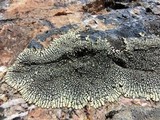 Dimelaena oreina image