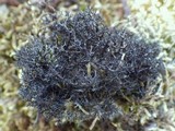 Cetraria aculeata image