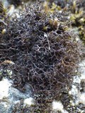 Cetraria aculeata image