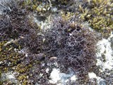Cetraria aculeata image