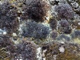 Cetraria aculeata image