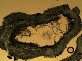 Cetraria aculeata image
