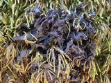Leptogium palmatum image