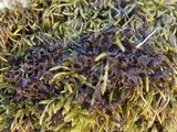 Leptogium palmatum image