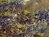 Leptogium palmatum image