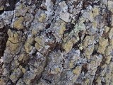 Pyrrhospora quernea image