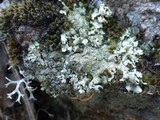 Xanthoparmelia conspersa image