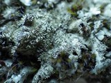 Xanthoparmelia conspersa image