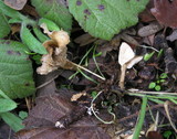 Clitocybe salmonilamella image