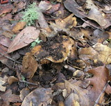 Cortinarius glutinosoarmillatus image